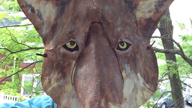 Coyote