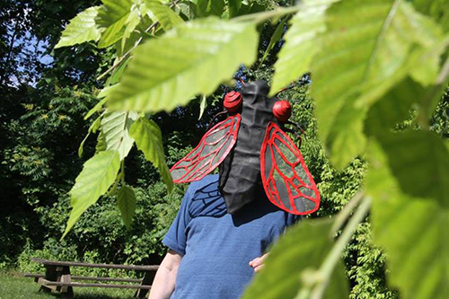 Cicada