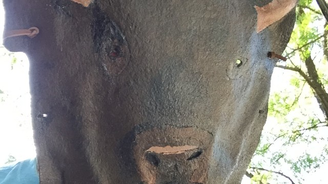 Buffalo_worn