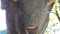 Buffalo_worn