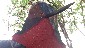 Hummingbird